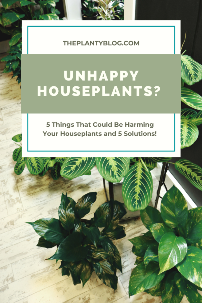 Unhappy Plants? Here's How to Save Them