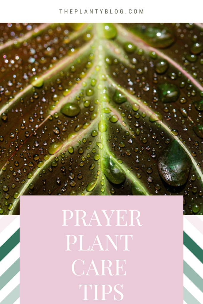 Prayer Plant Care