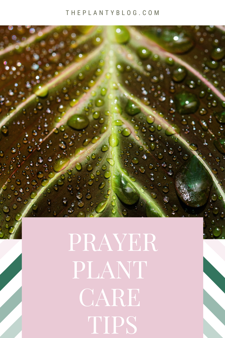 Prayer Plant Care Tips: How to Care for Your Maranta Houseplant - The ...