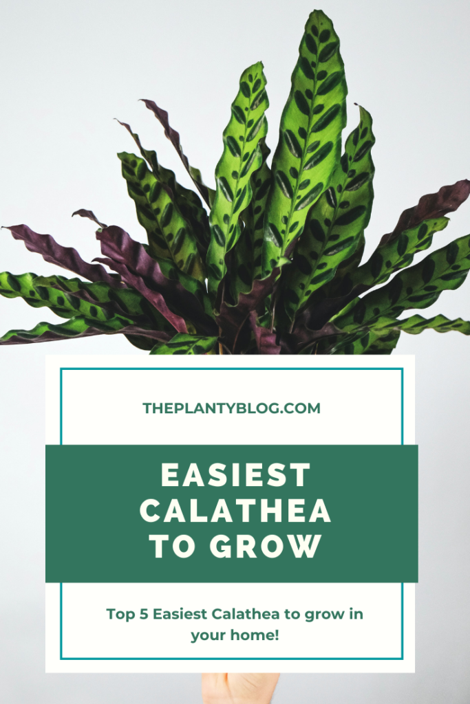 Easiest Calathea