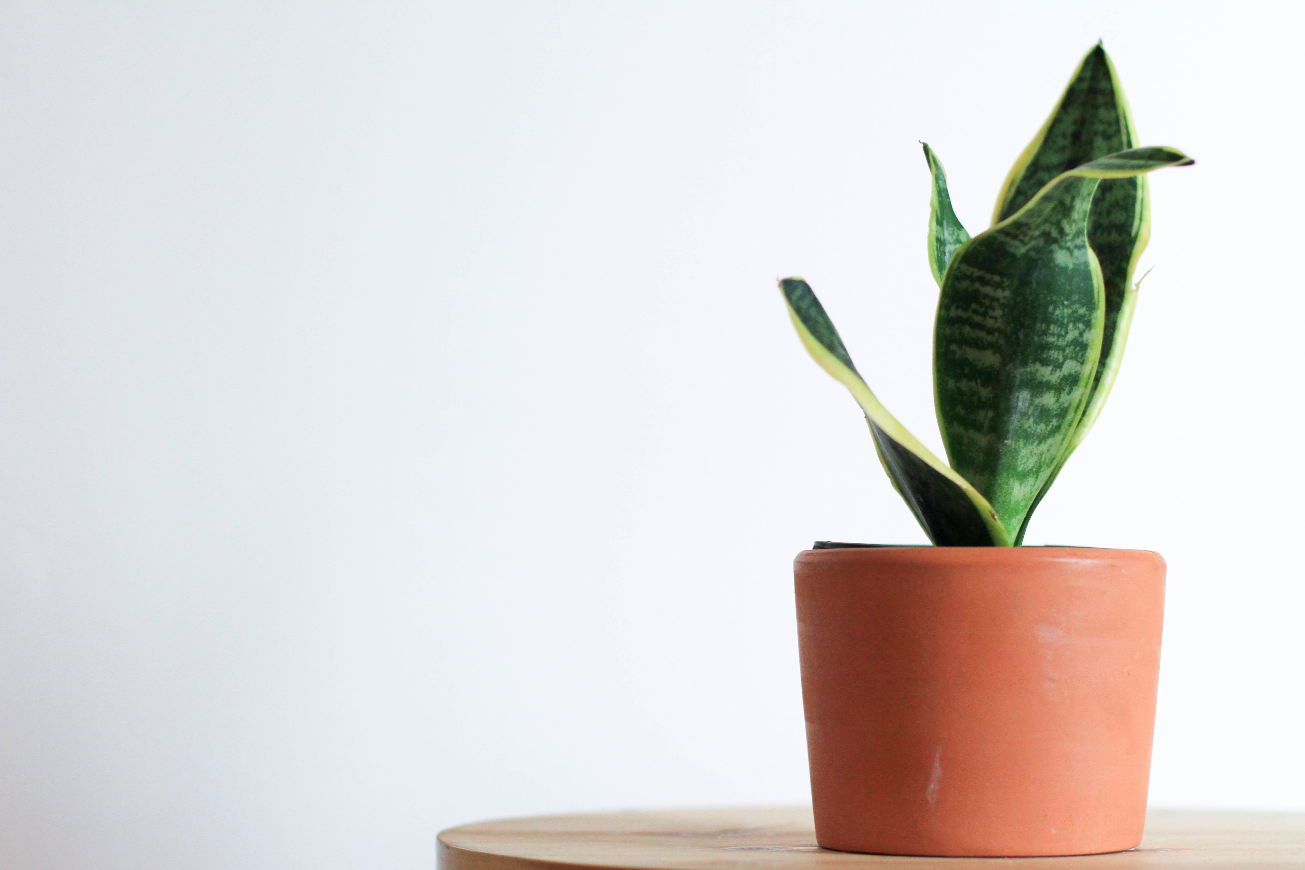 Underwater Houseplants