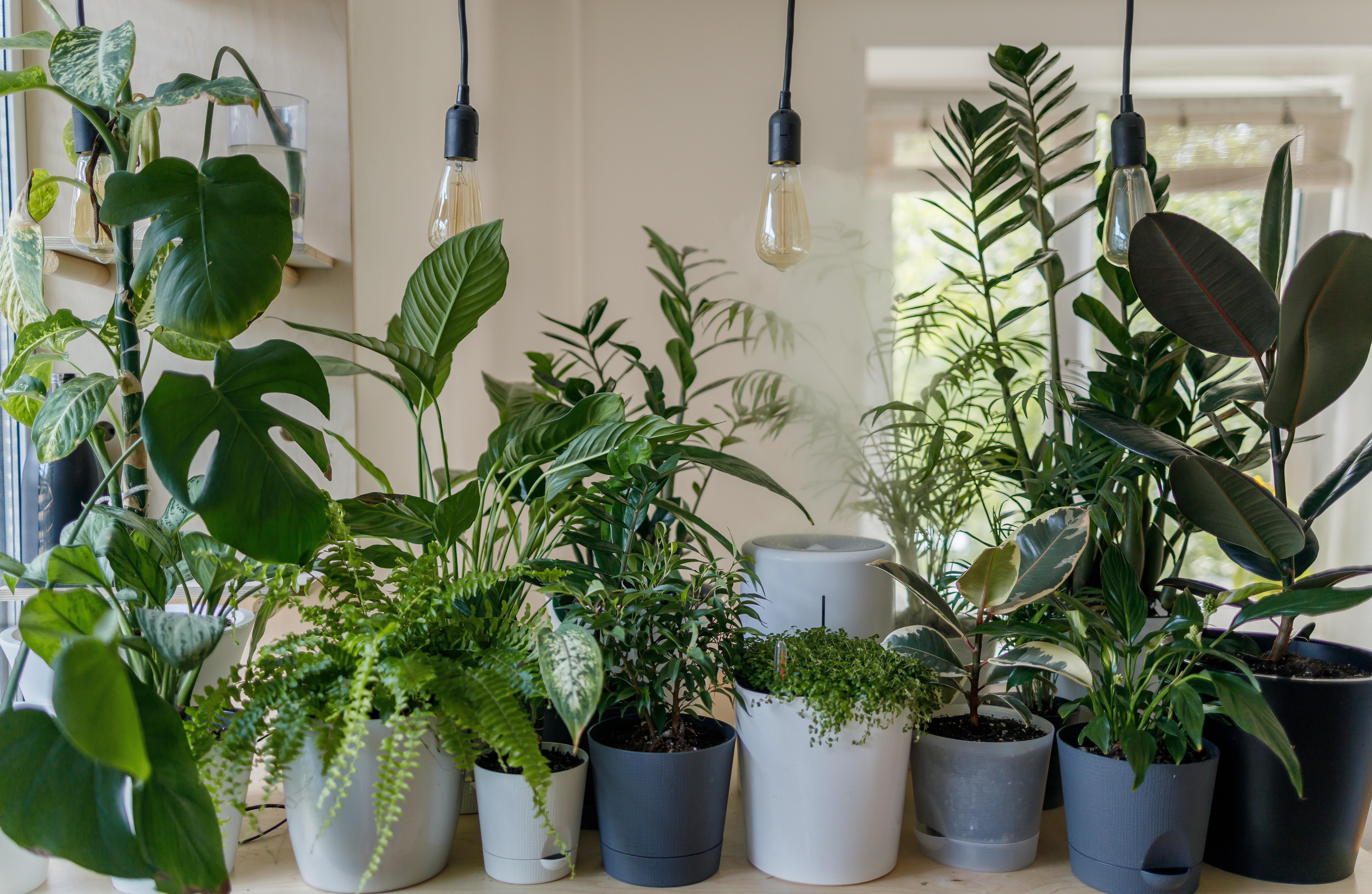 large houseplant collection