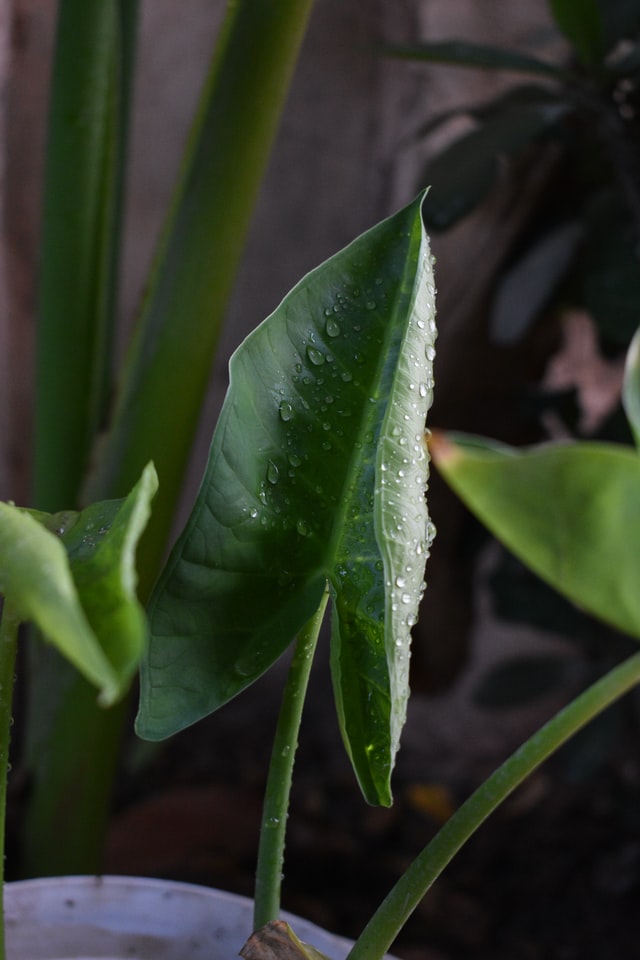 how to clean your plant's leaves