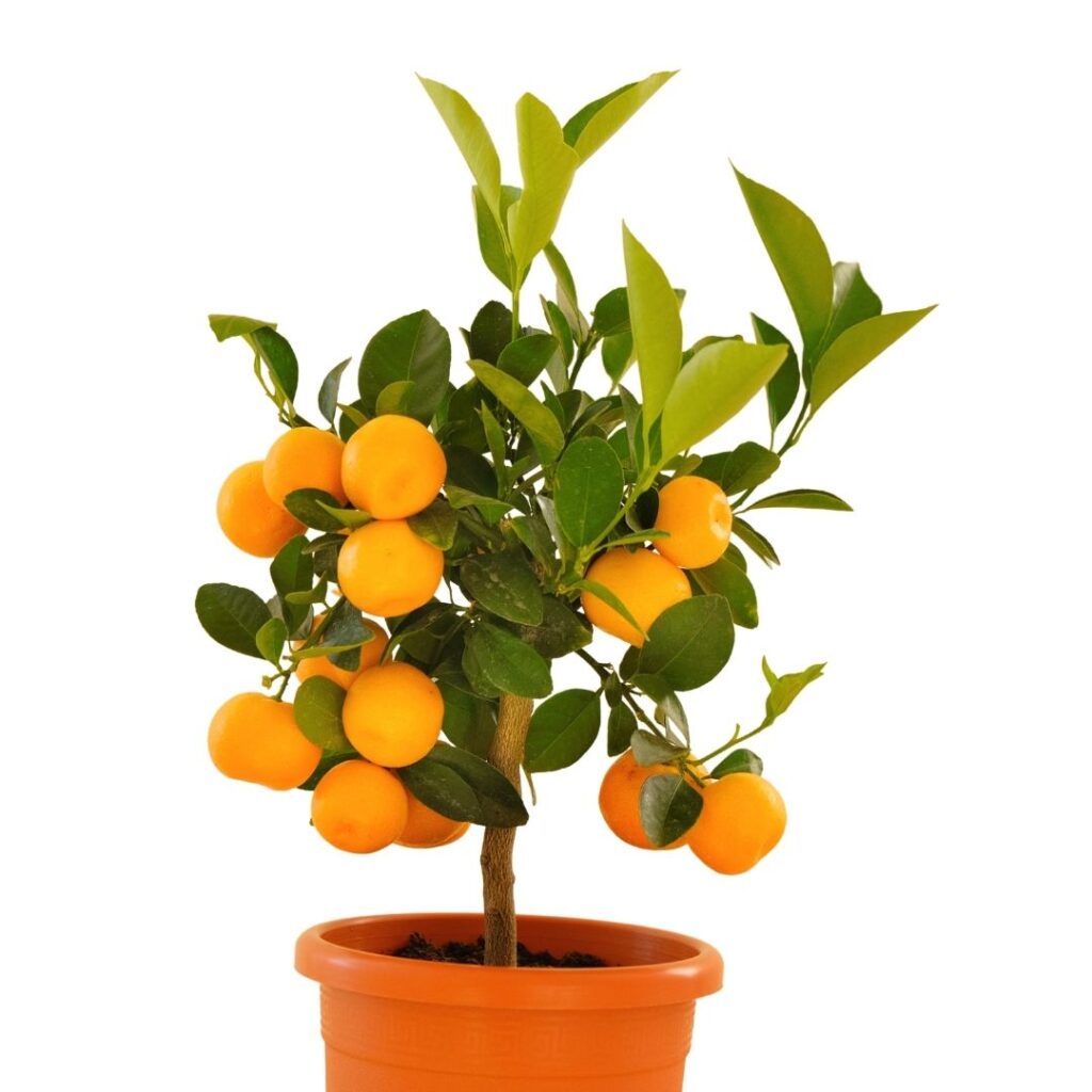 Citrus Houseplant for farmhouse decor