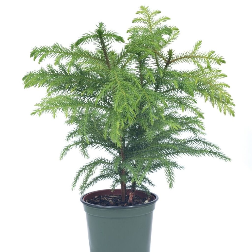 Norfolk Island Pine for Farmhouse decor