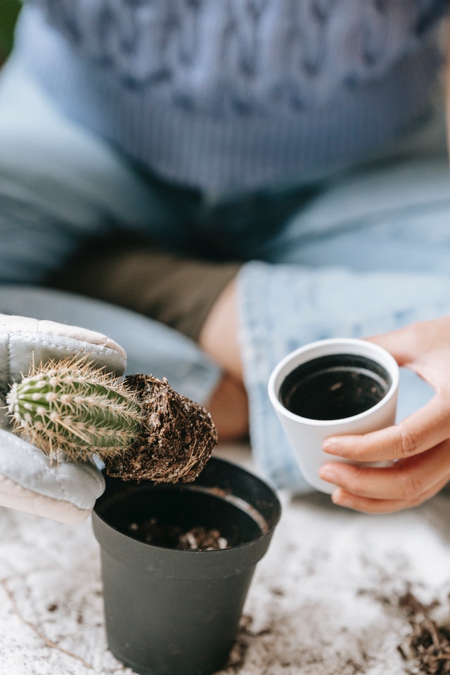 Houseplant beginner will need a houseplant pot with drainage. Pictured is a houseplant pot and a cactus. 