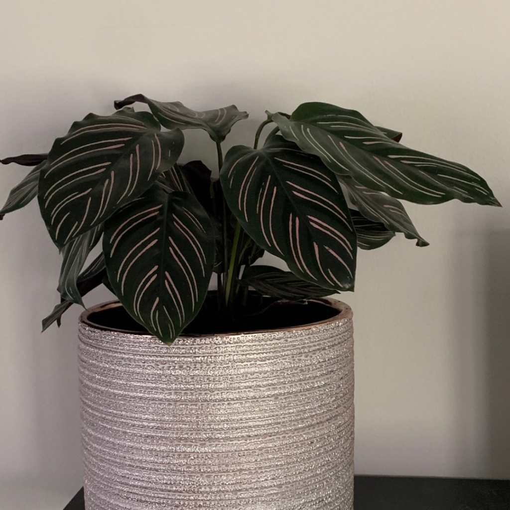 Ornata houseplant, one of the easiest calatheas to grow