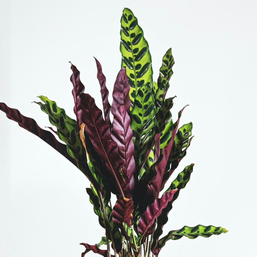 Calathea Lancifolia, the second easiest Calathea to grow