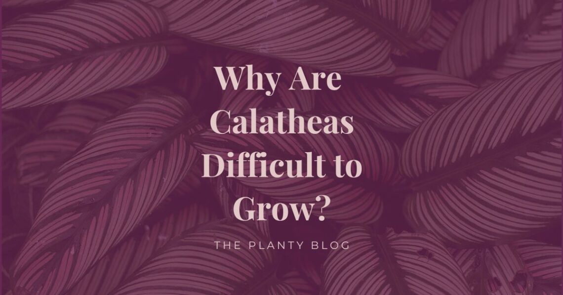 Why are calatheas difficult to grow