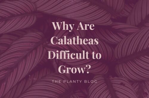 Why are calatheas difficult to grow