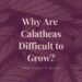 Why are calatheas difficult to grow